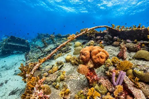 Saba Wreck / Saba Reef