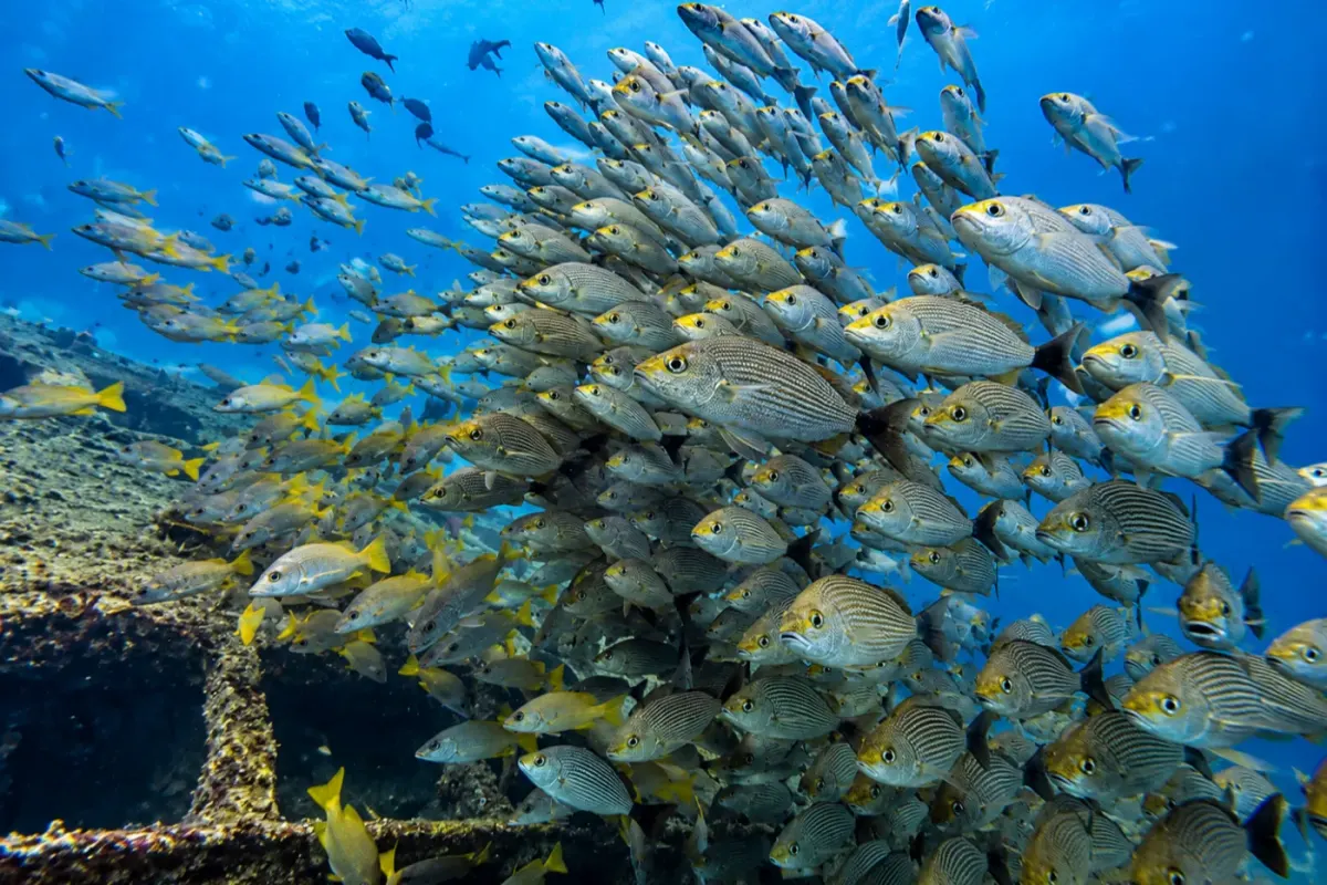 El Acuario