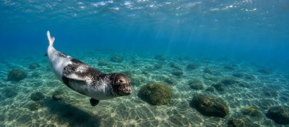 La foca que expulsem de les nostres costes