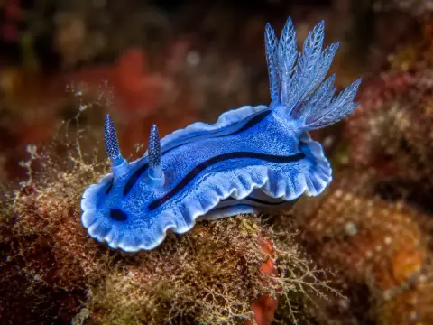 Los animales más extraños que puedes encontrar en el Mediterráneo