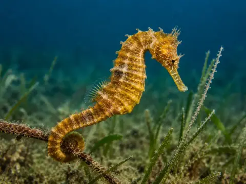 Los animales más extraños que puedes encontrar en el Mediterráneo