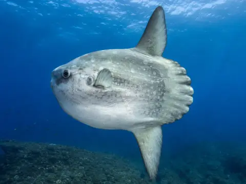 Los animales más extraños que puedes encontrar en el Mediterráneo