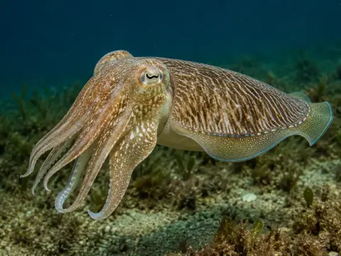 Los animales más extraños que puedes encontrar en el Mediterráneo