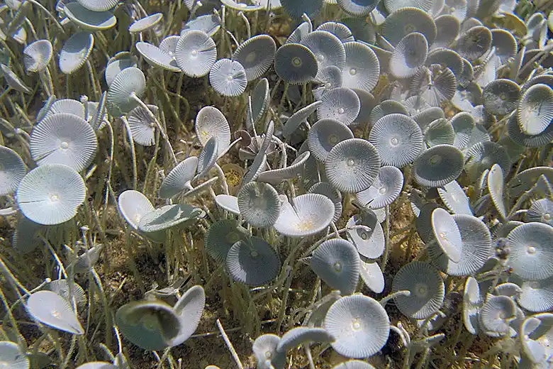 Acetabularia acetabulum