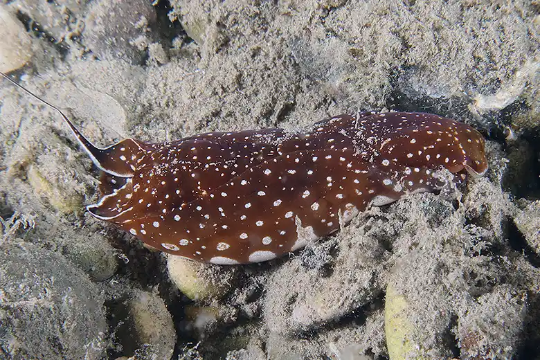 Aglaja tricolorata