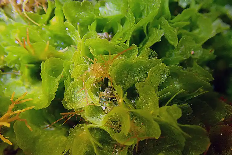 Anadyomene stellata