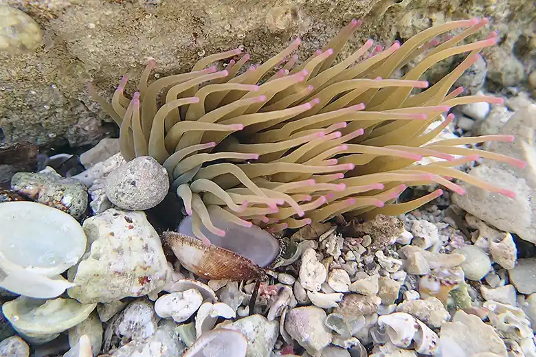 Anemonia viridis