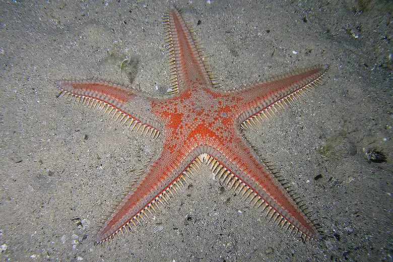 Astropecten aranciacus