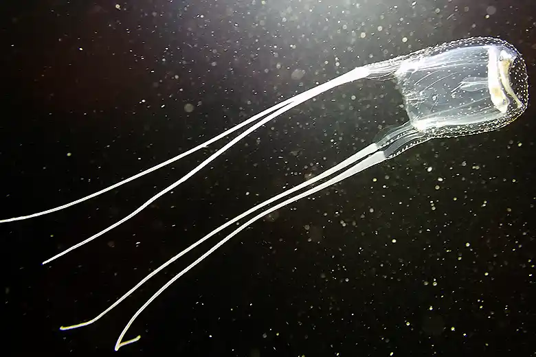 Carybdea marsupialis