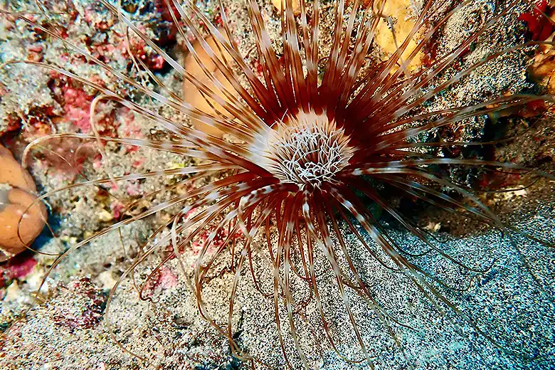 Cerianthus membranaceus