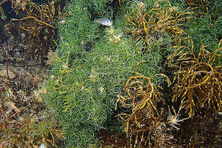 Chaetomorpha linum