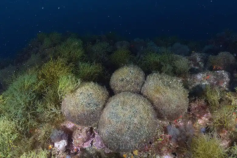 Codium bursa