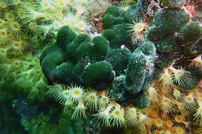 Codium coralloides