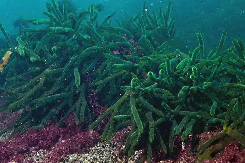 Codium fragile