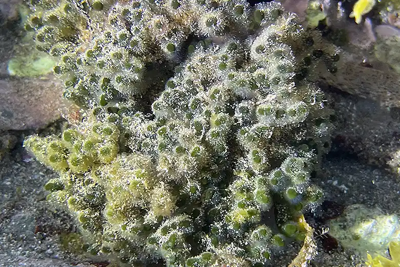 Codium vermilara