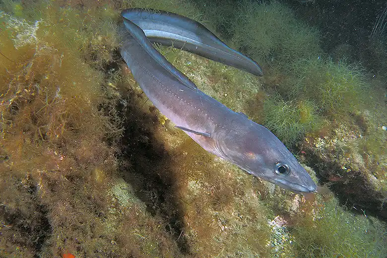 Conger conger