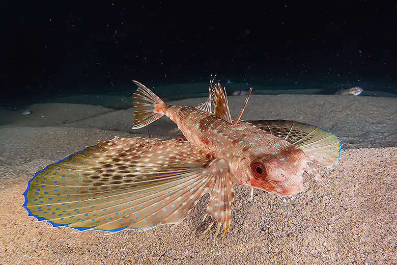 Dactylopterus volitans