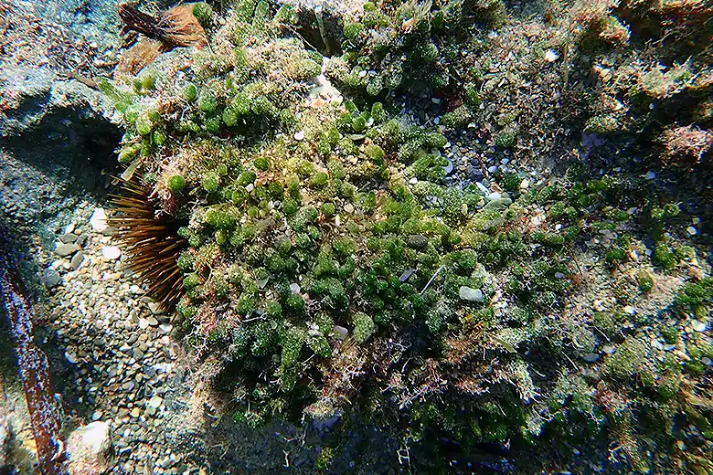 Dasycladus vermicularis