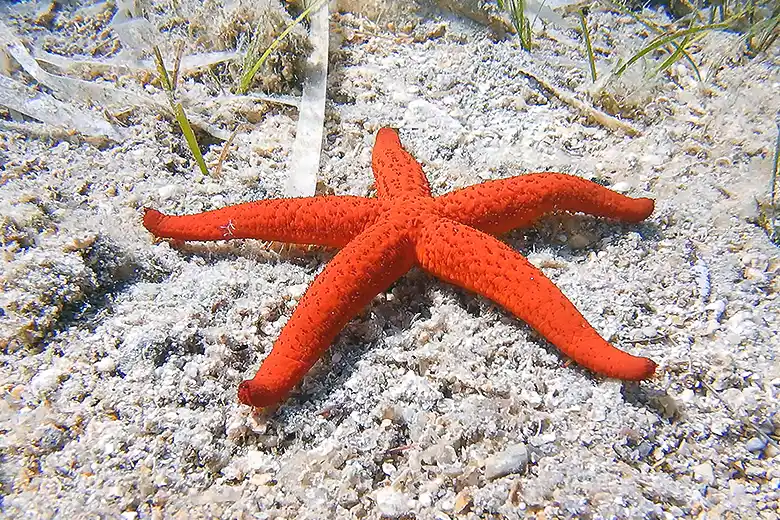 Echinaster sepositus