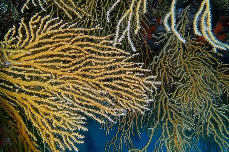 Eunicella cavolini