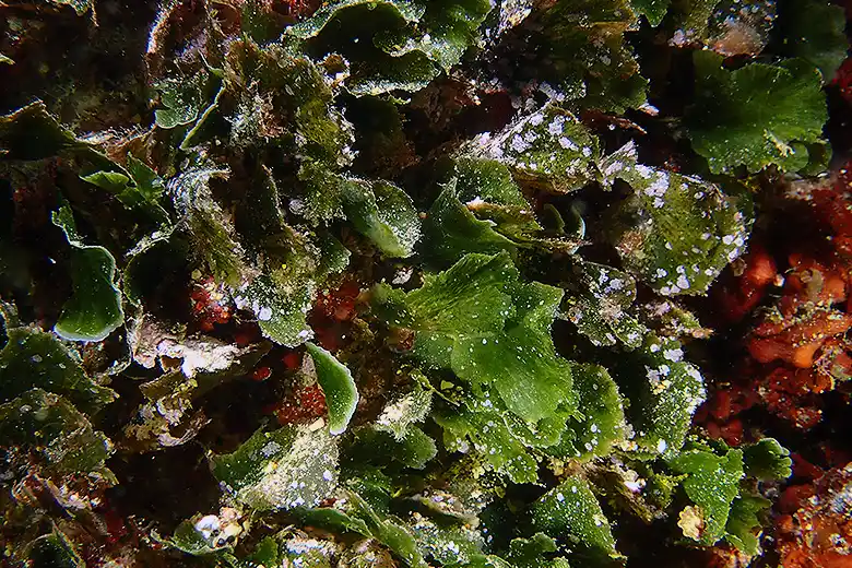 Flabellia petiolata