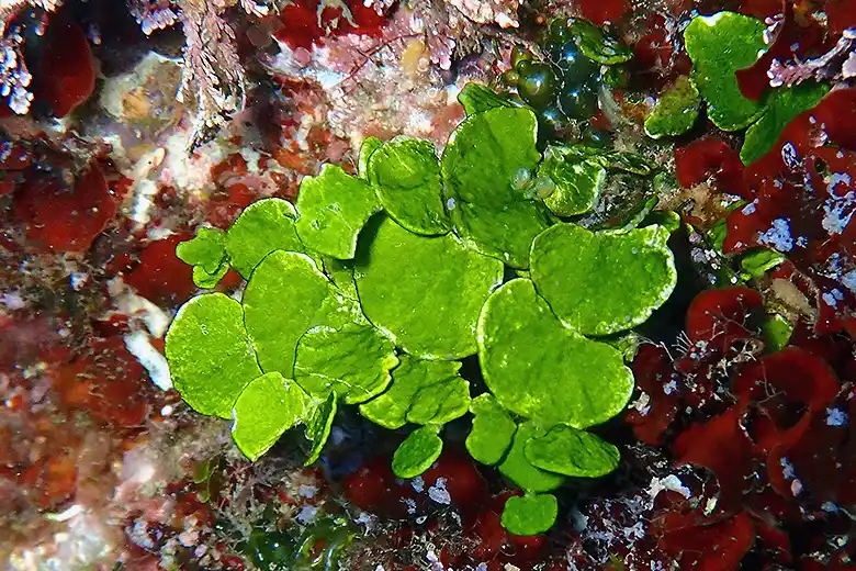 Halimeda tuna