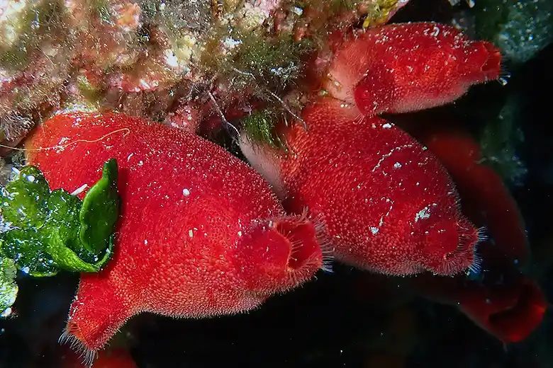 Halocynthia papillosa
