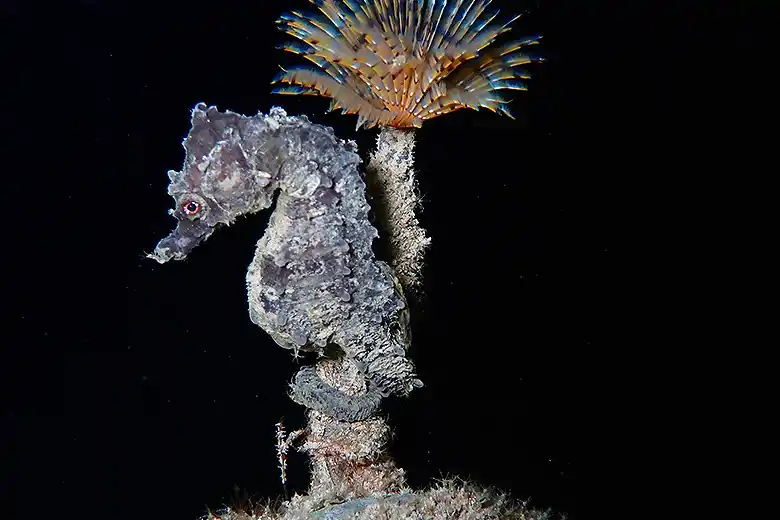 Hippocampus hippocampus