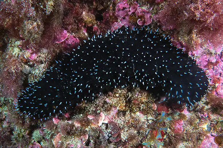Holothuria forskali