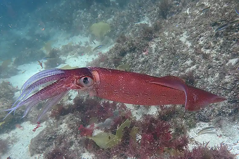Loligo vulgaris