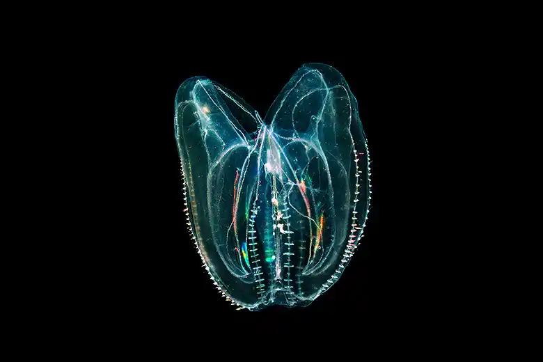 Mnemiopsis leidyi