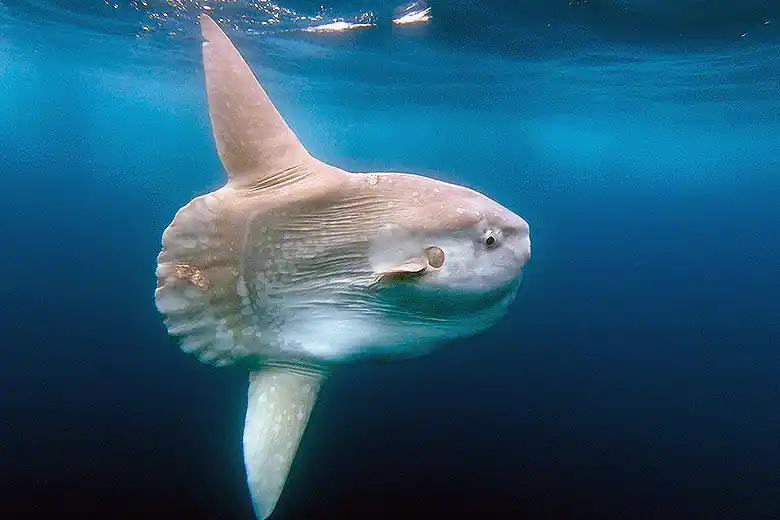Mola mola