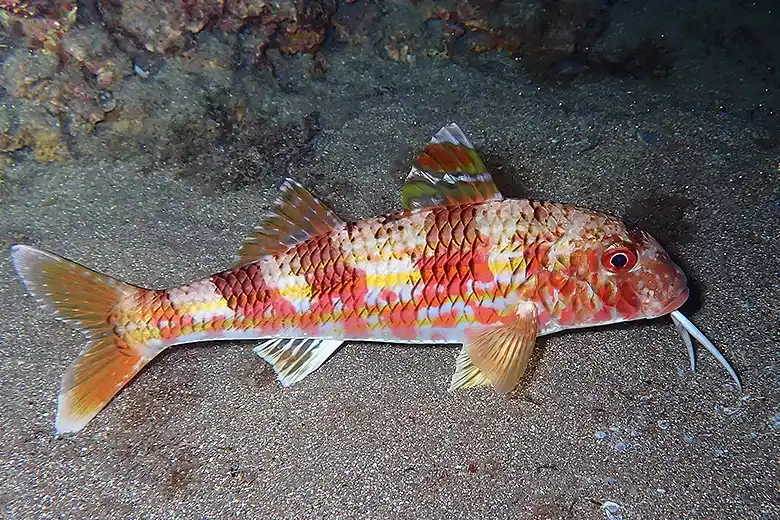 Mullus surmuletus