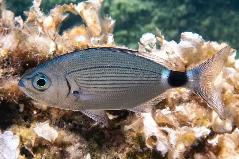 Oblada melanurus