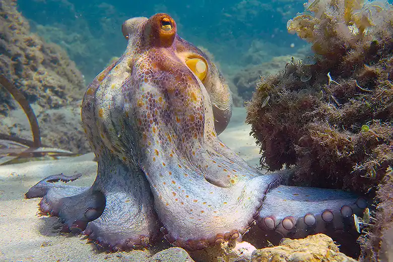 Octopus vulgaris
