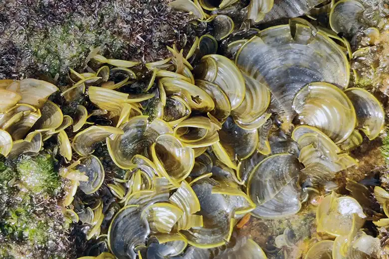 Padina pavonica
