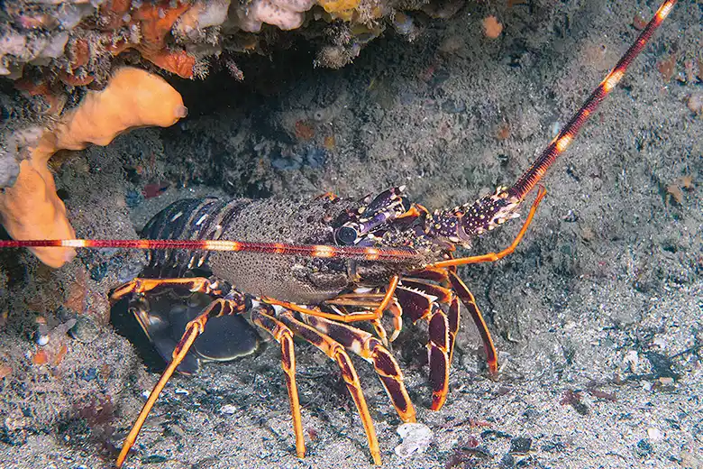 Palinurus elephas