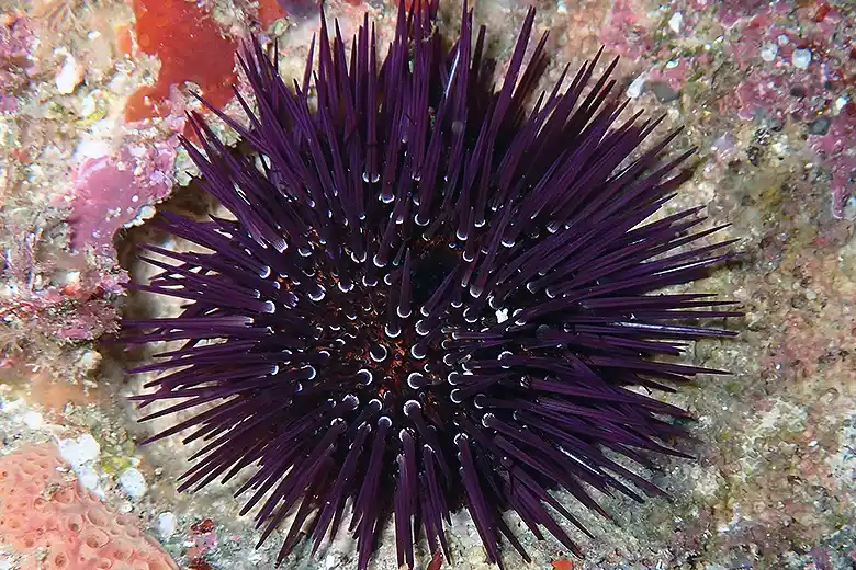 Paracentrotus lividus