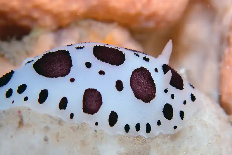 Peltodoris atromaculata