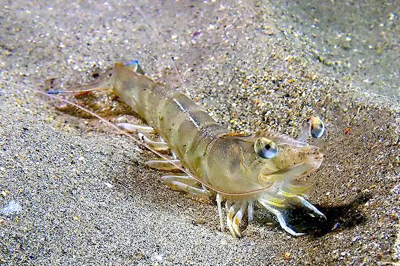 Penaeus kerathurus