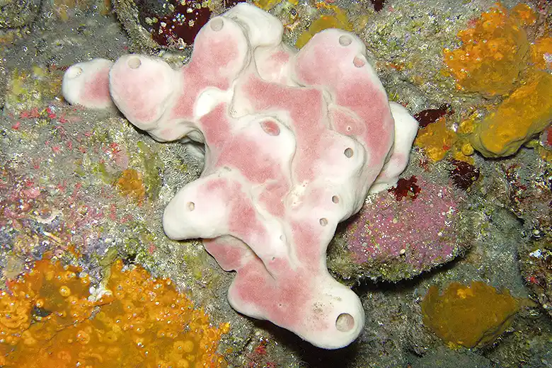 Petrosia ficiformis