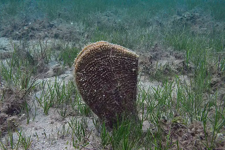 Pinna nobilis