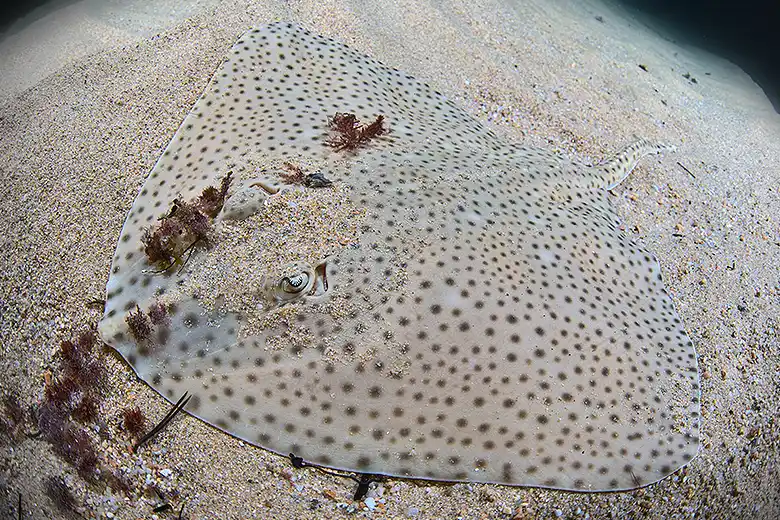 Raja brachyura