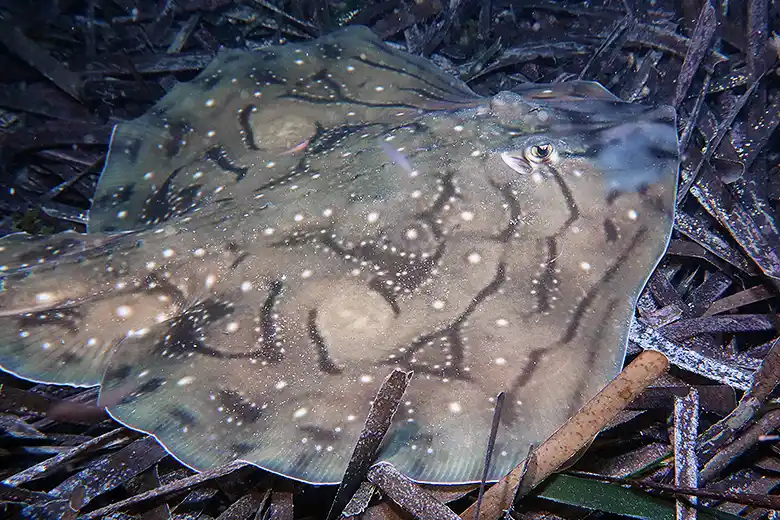 Raja undulata