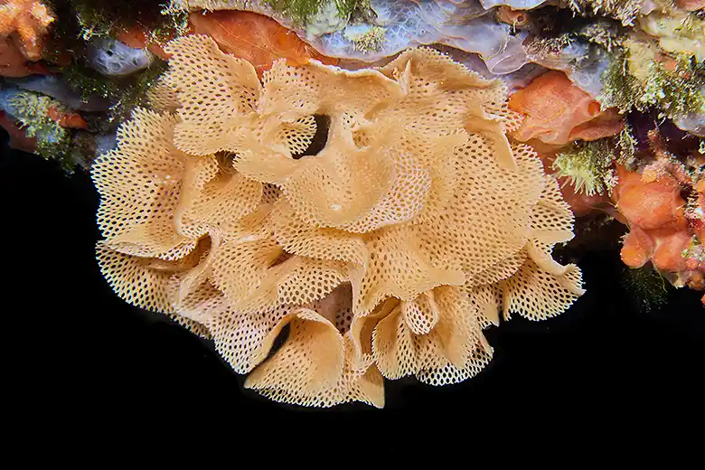 Reteporella grimaldii