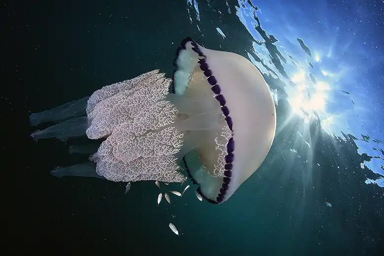 Rhizostoma pulmo