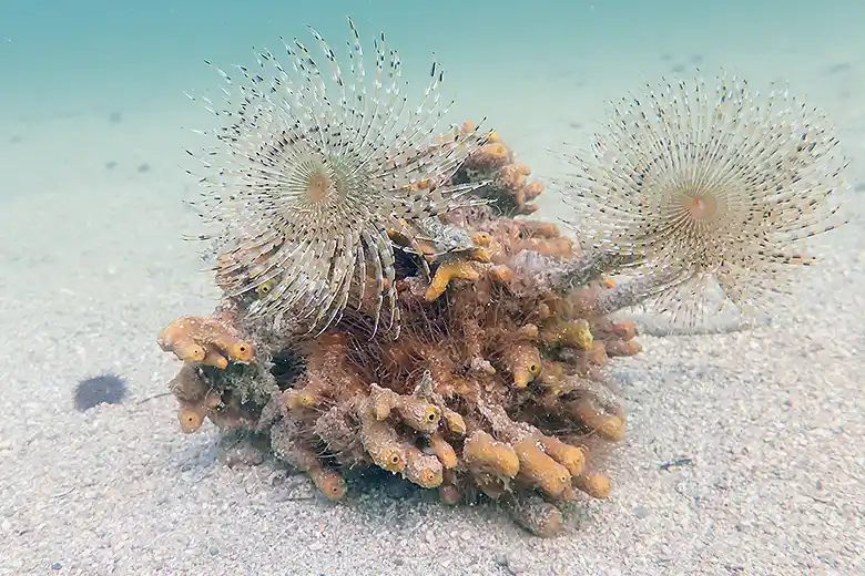 Sabella spallanzanii