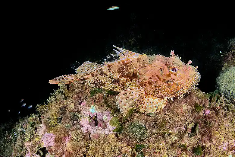 Scorpaena scrofa