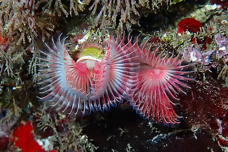 Serpula vermicularis