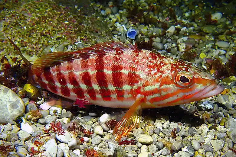 Serranus cabrilla
